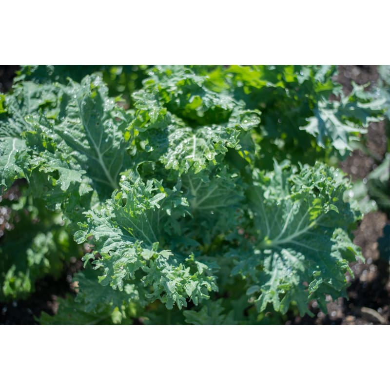 Siber Frill Kale (Organic 60-70 Days) - Vegetables