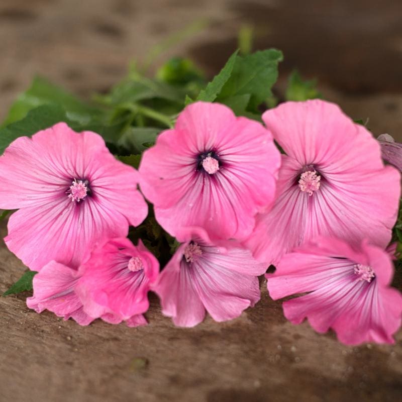 lavatera flower seeds Silver Cup Lavatera