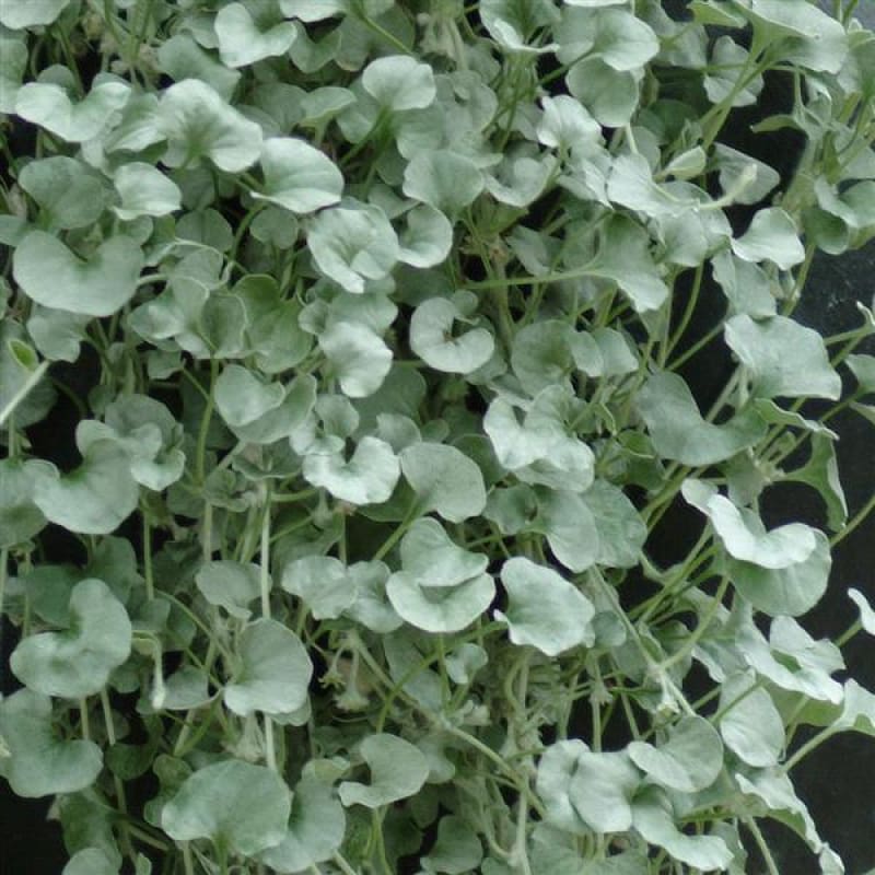silver falls plant seeds Dichondra Silver Falls (9cm pot)