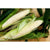 Silver Queen Corn ( F1 Hybrid 90 Days) SU - Vegetables