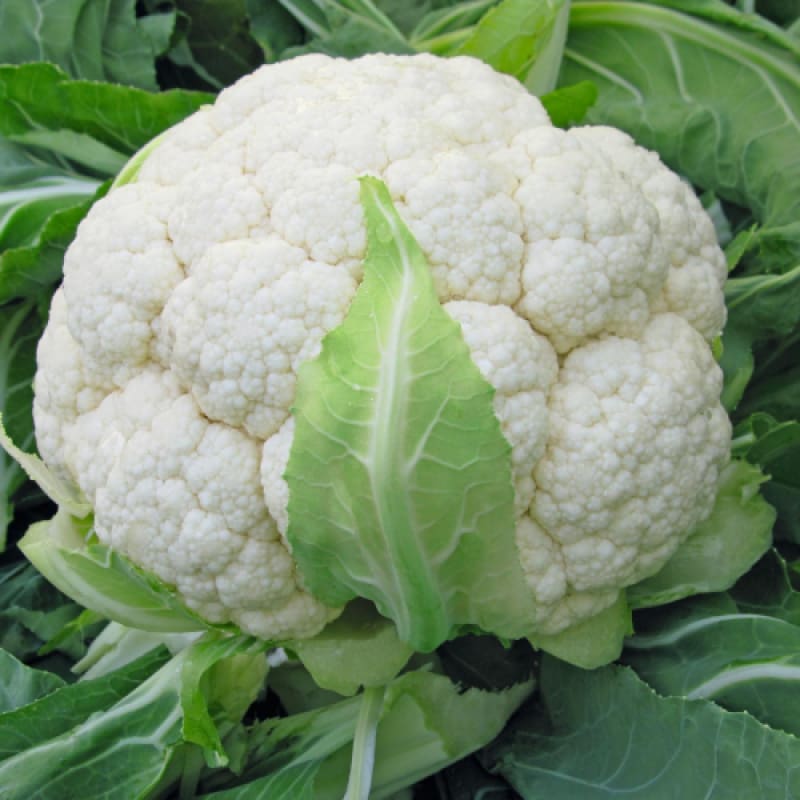 Skywalker Cauliflower (F1 Hybrid 80 Days Organic)