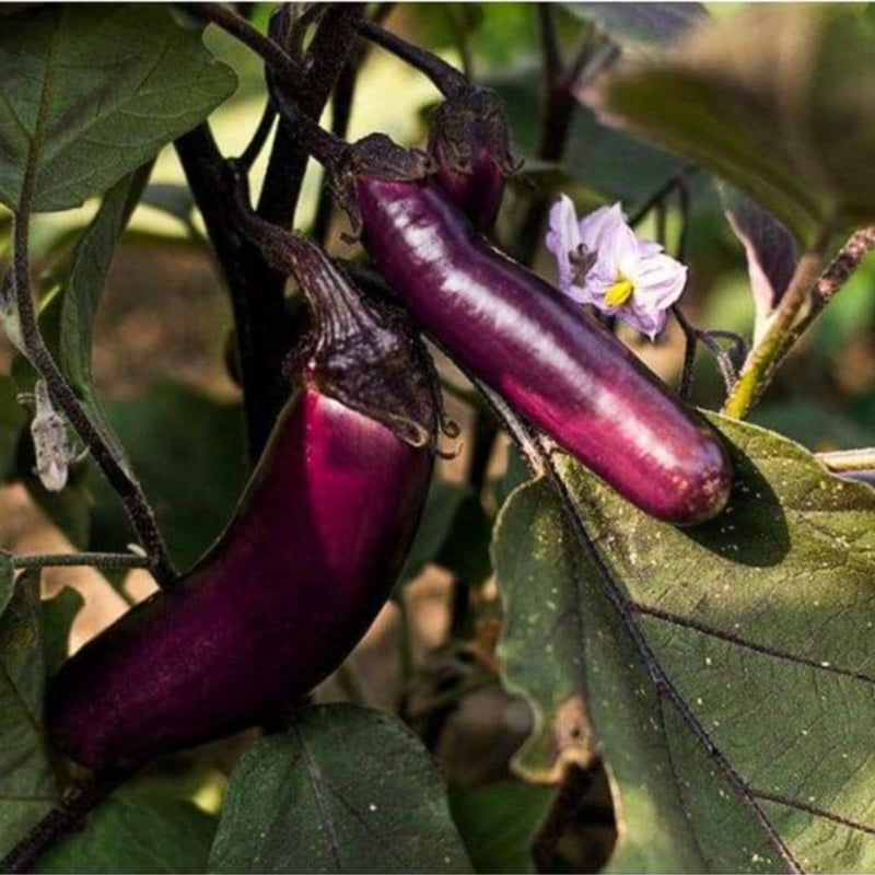 Slim Jim Eggplant (60 Days) - Vegetables