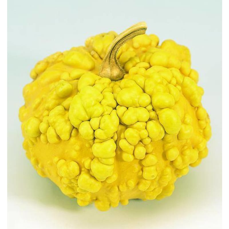 Small Warted Gourd Mix (100 Days) - Vegetables
