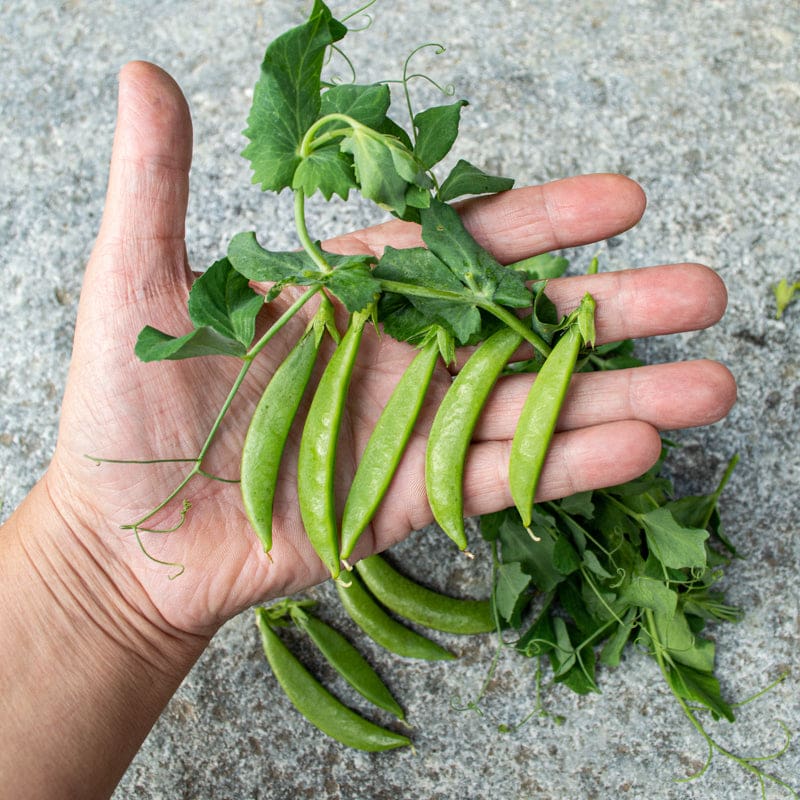 Snak Hero Pea (65 Days)