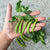 Snak Hero Pea (65 Days)