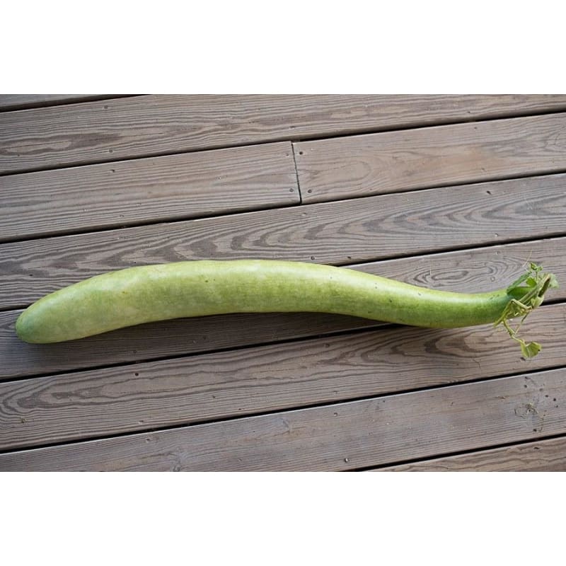 planting snake gourd seeds Snake Gourd (100 Days)