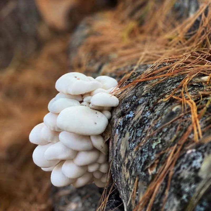 Snow Oyster Mushroom Outdoor Log Growing Kit - Mushrooms