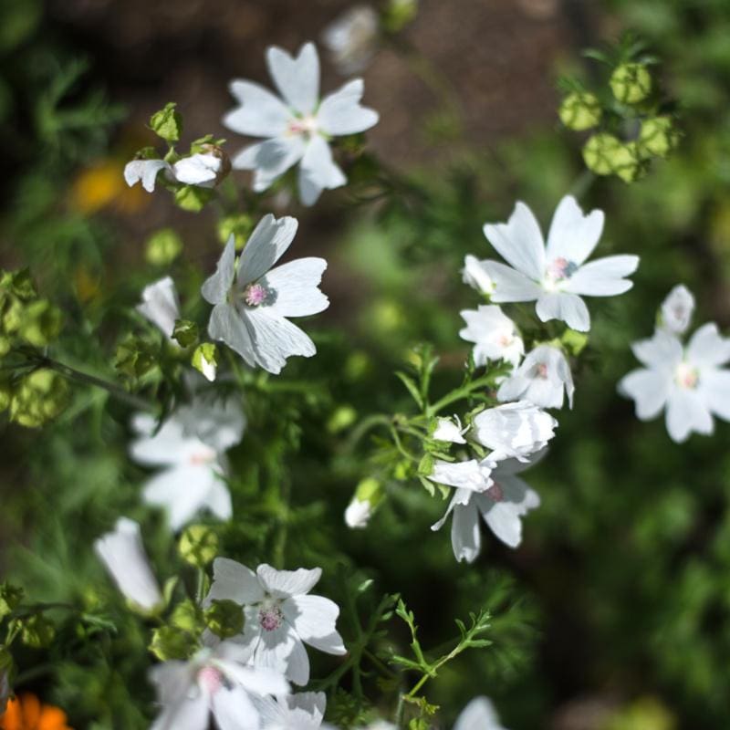 planting malva seeds Snow White Malva
