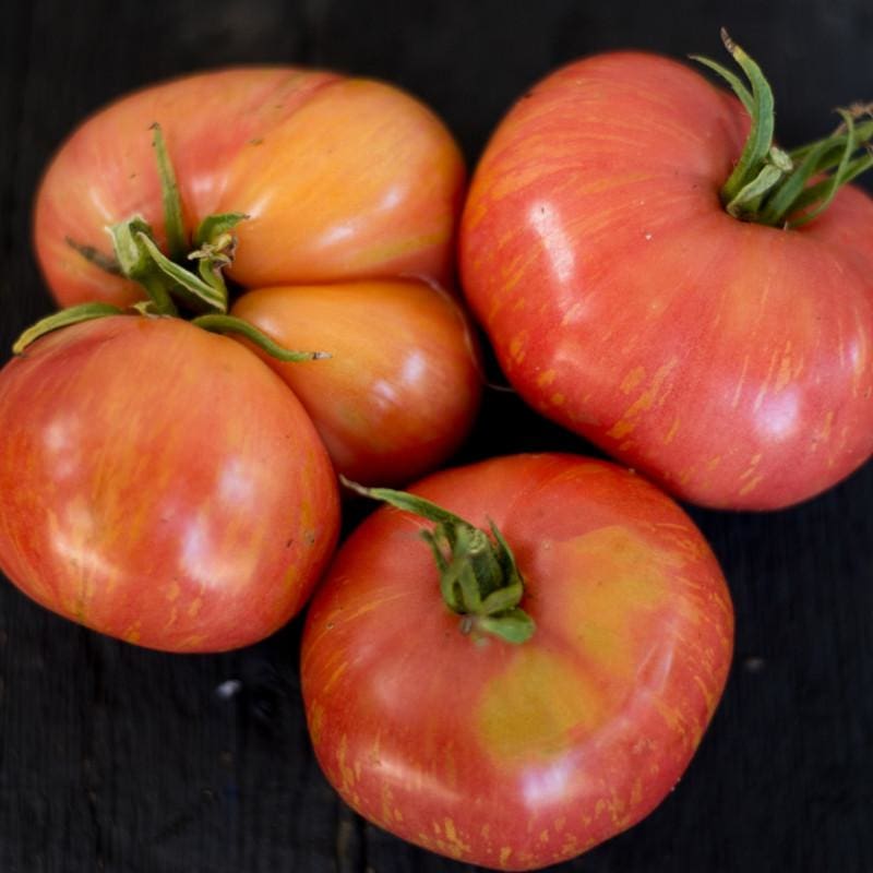 Solar Flare Tomato (Organic 85 Days) - Vegetables