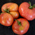 Solar Flare Tomato (Organic 85 Days) - Vegetables