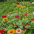 Sow and Grow Cut Flower Collection - Seed Collections