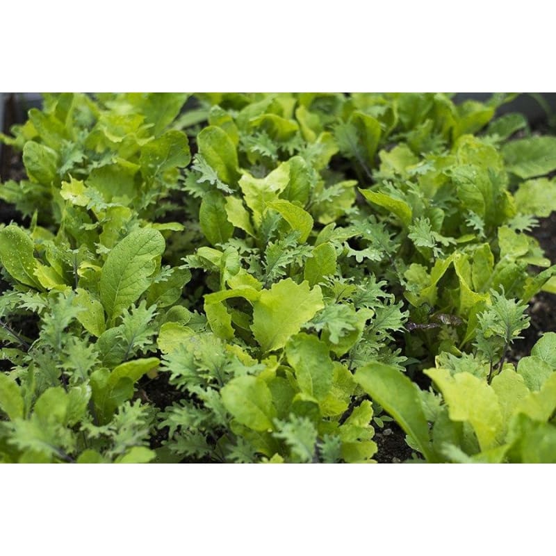 Spicy Asian Greens Mix (1oz) - Vegetables