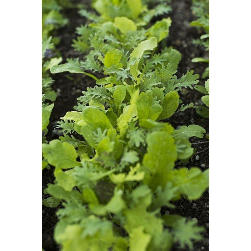 Spicy Asian Greens Mix (1oz) - Vegetables