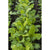Spicy Asian Greens Mix (1oz) - Vegetables