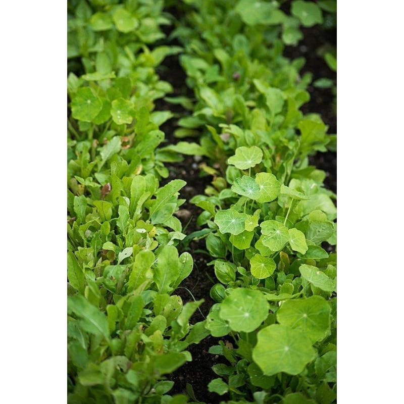 Spicy Italian Greens Mix (1oz) - Vegetables