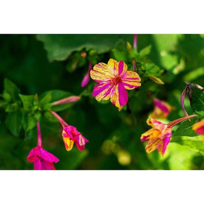 Mirabilis - Stars And Stripes - Flowers
