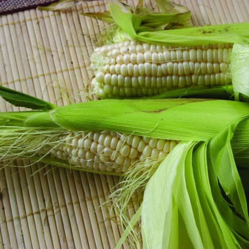 Stowells Evergreen Corn (Heirloom 90-100 Days) - Vegetables