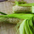Stowells Evergreen Corn (Heirloom 90-100 Days) - Vegetables