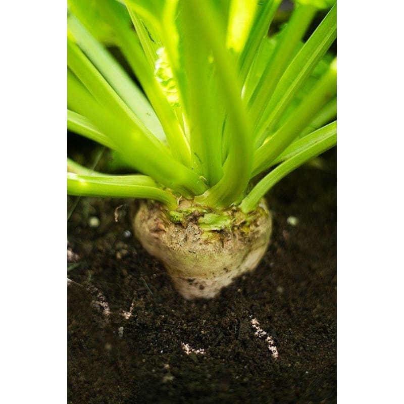 Sugar Beet (100 Days) - Vegetables