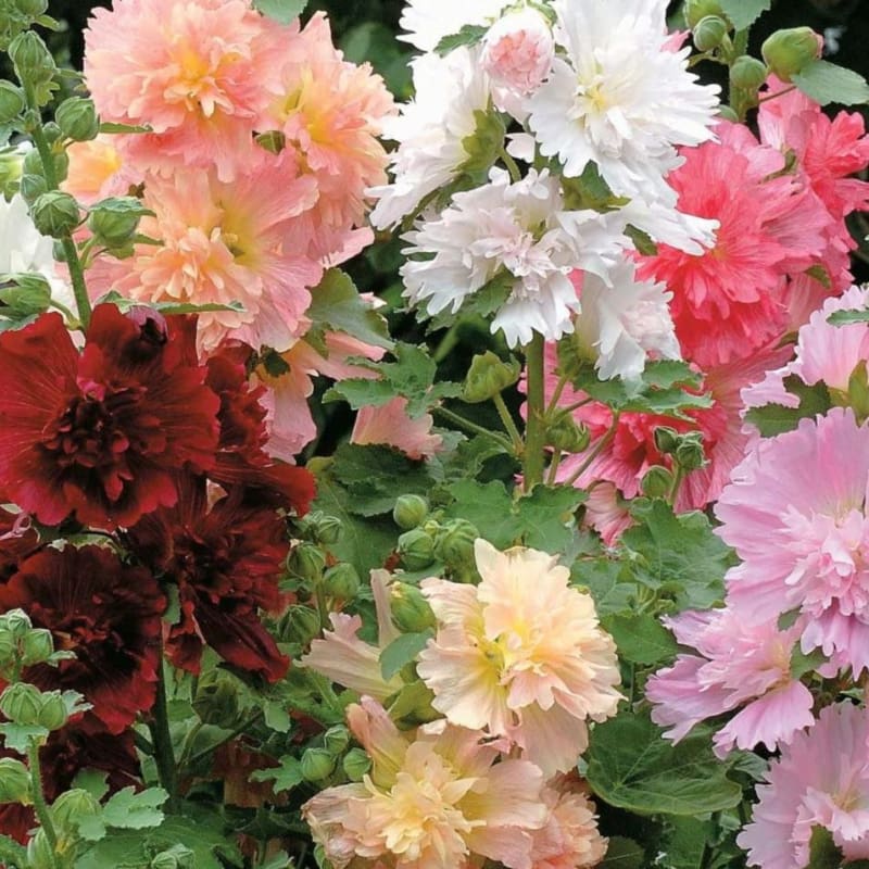 planting hollyhock seeds in summer Summer Carnival Hollyhock