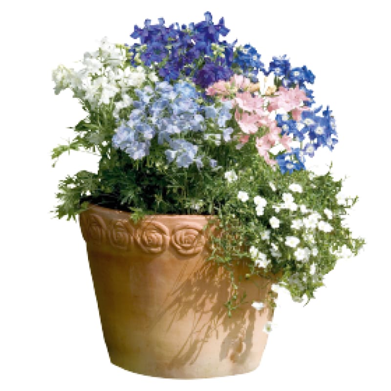 can you plant delphinium in pots Summer Colors Dwarf Mix Delphinium – Pinetree Garden Seeds