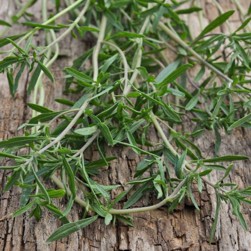 succulent & savory Summer Savory – Pinetree Garden Seeds