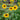 Sunfinity Sunflower - Flowers
