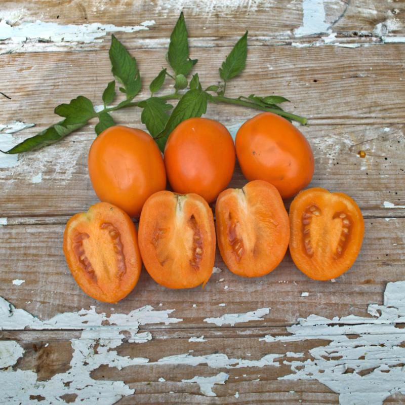 sunrise sauce tomato plant Sunrise Sauce Tomato (F1 Hybrid 60 Days)