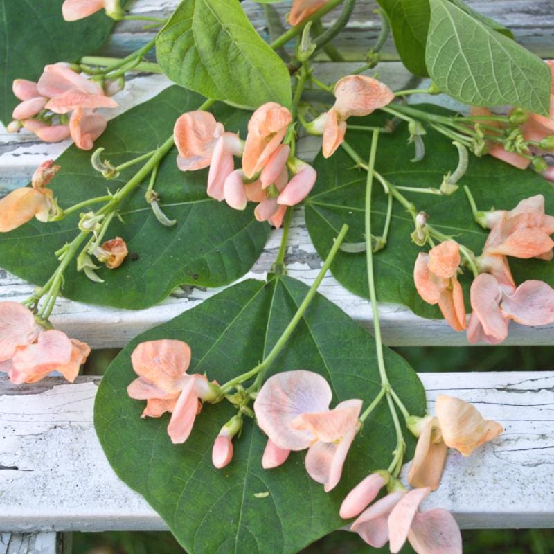 runner bean seeds planting Sunset Runner Bean (65 Days)