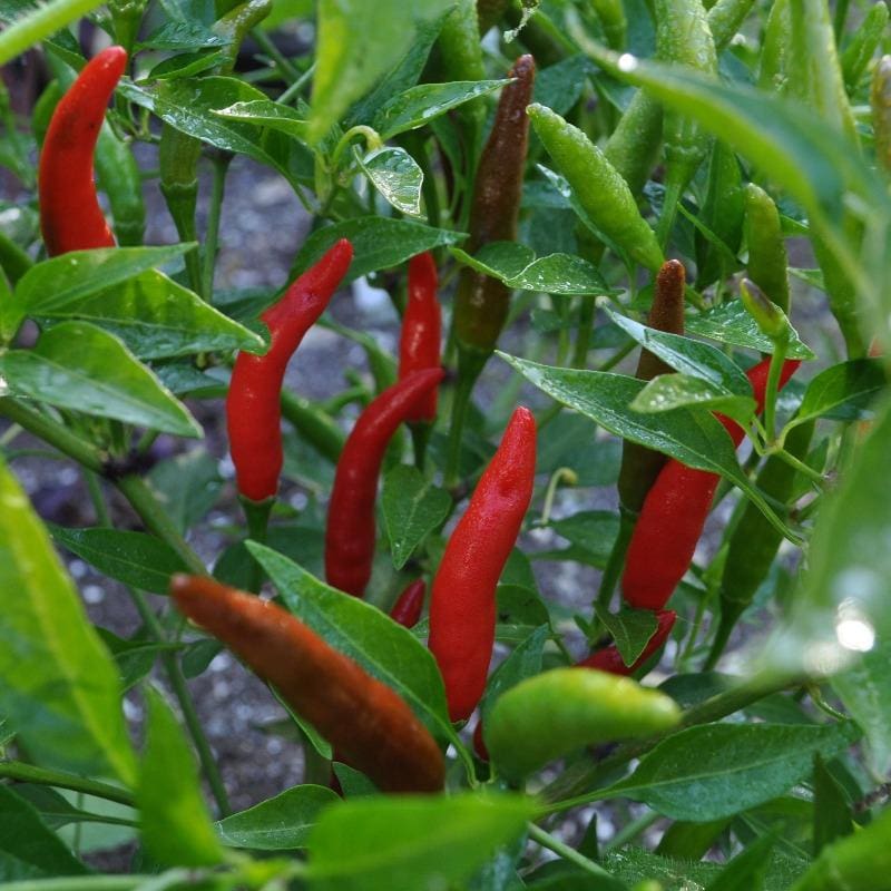 thai pepper seeds planting Super Thai Pepper (F1 Hybrid 71 Days)