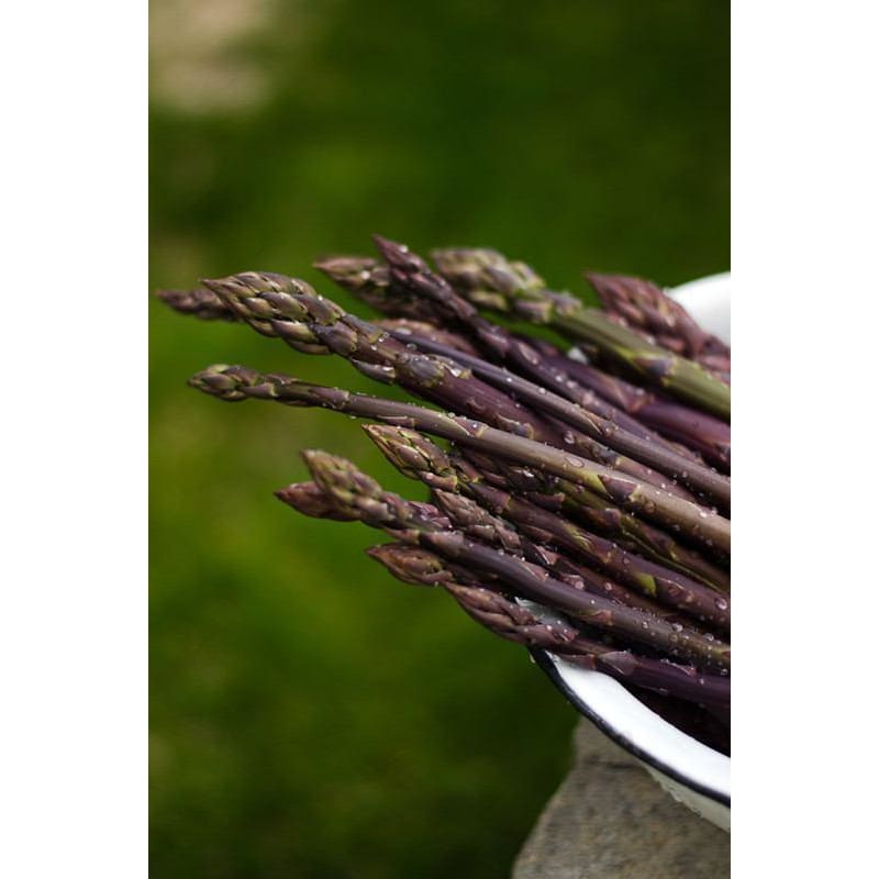 Sweet Purple Asparagus - Vegetables
