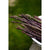 Sweet Purple Asparagus - Vegetables