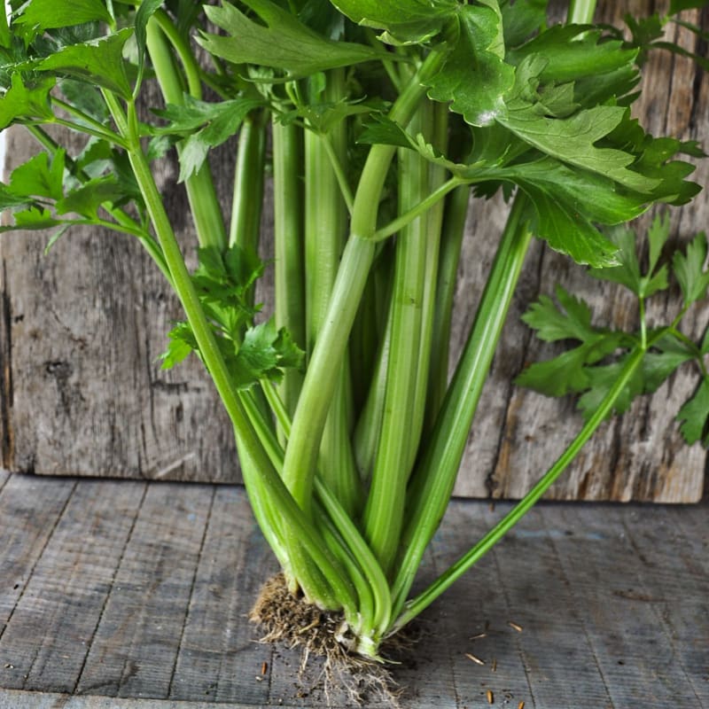 organic celery seeds for planting Tango Celery (Organic 80 Days)