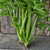 Tango Celery (Organic 80 Days) - Vegetables