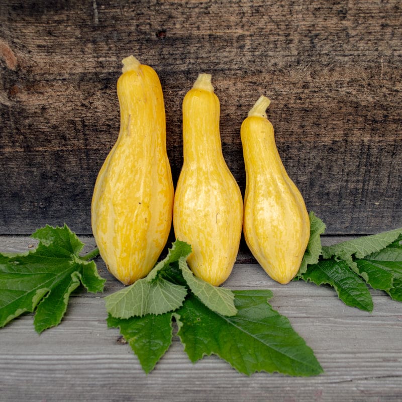 Tempest Summer Squash (Organic F1 Hybrid 54 Days )