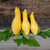 Tempest Summer Squash (Organic F1 Hybrid 54 Days )