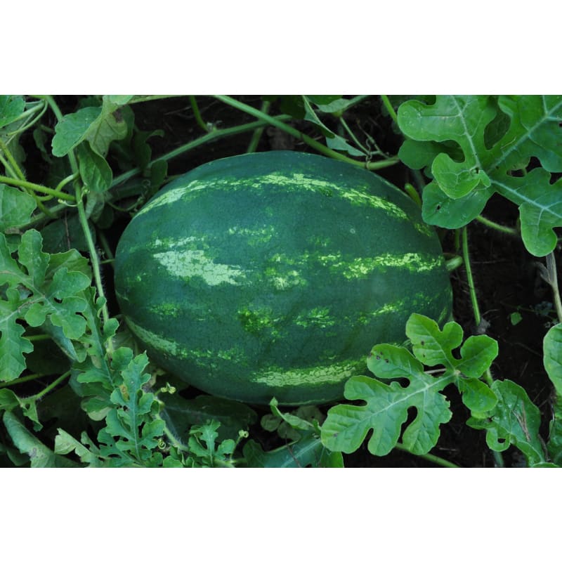 Tendersweet Orange Watermelon (89 Days) - Vegetables