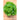 Tennis Ball Lettuce (Heirloom 50 Days ) Vegetables