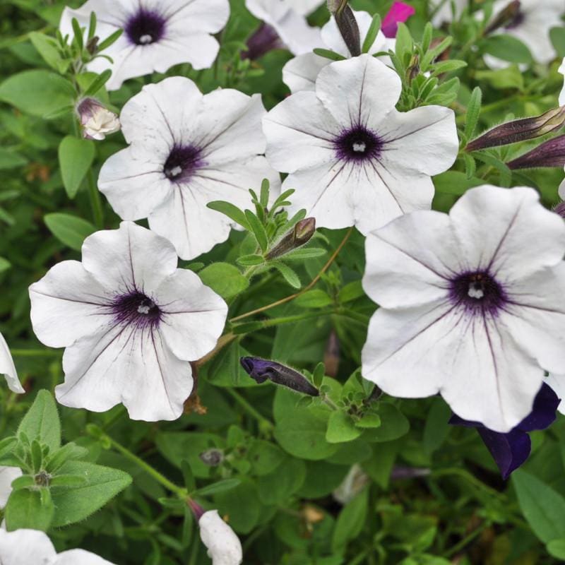 wave petunia flower seeds Petunia Tidal Wave Silver