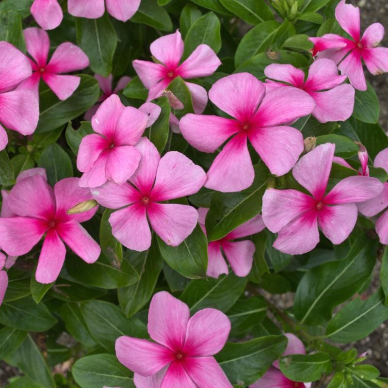 vinca flower seeds for sale Titan Blush Vinca – Pinetree Garden Seeds