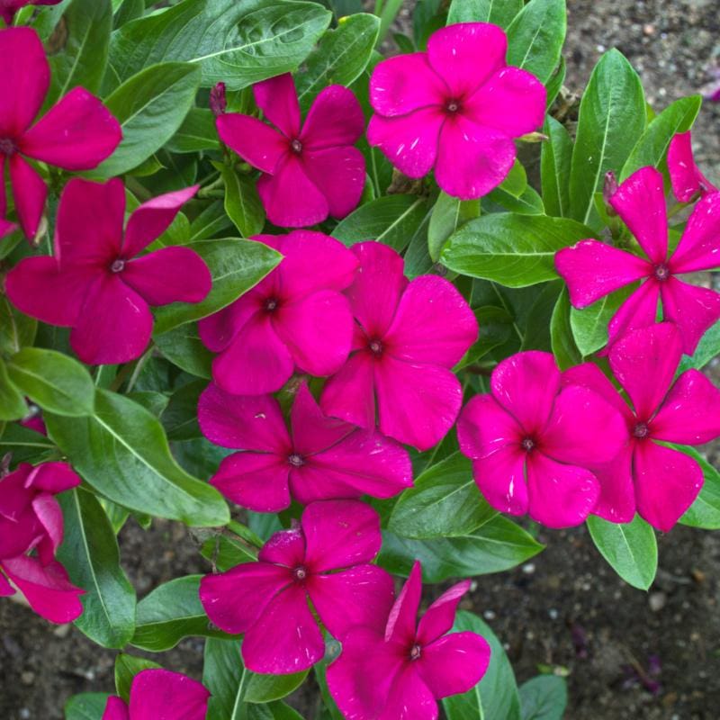 vinca flower seeds for sale Titan Burgundy Vinca