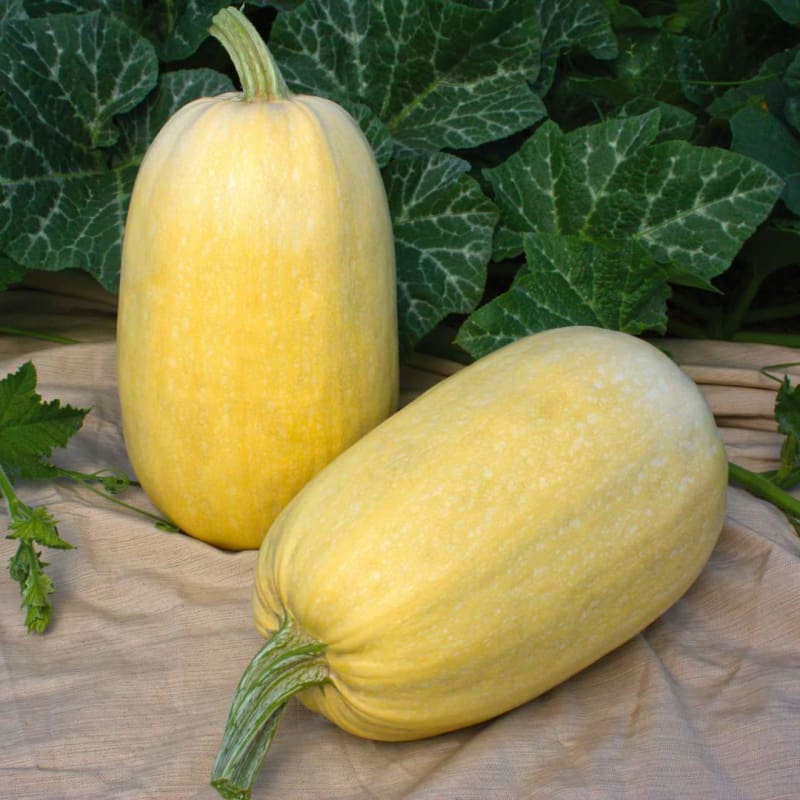 planting seeds from spaghetti squash Tivoli Spaghetti Squash (F1 Hybrid 98 days)