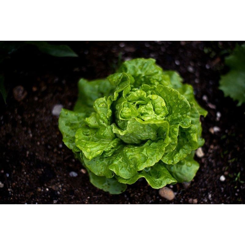 Tom Thumb Lettuce (47 Days) - Vegetables