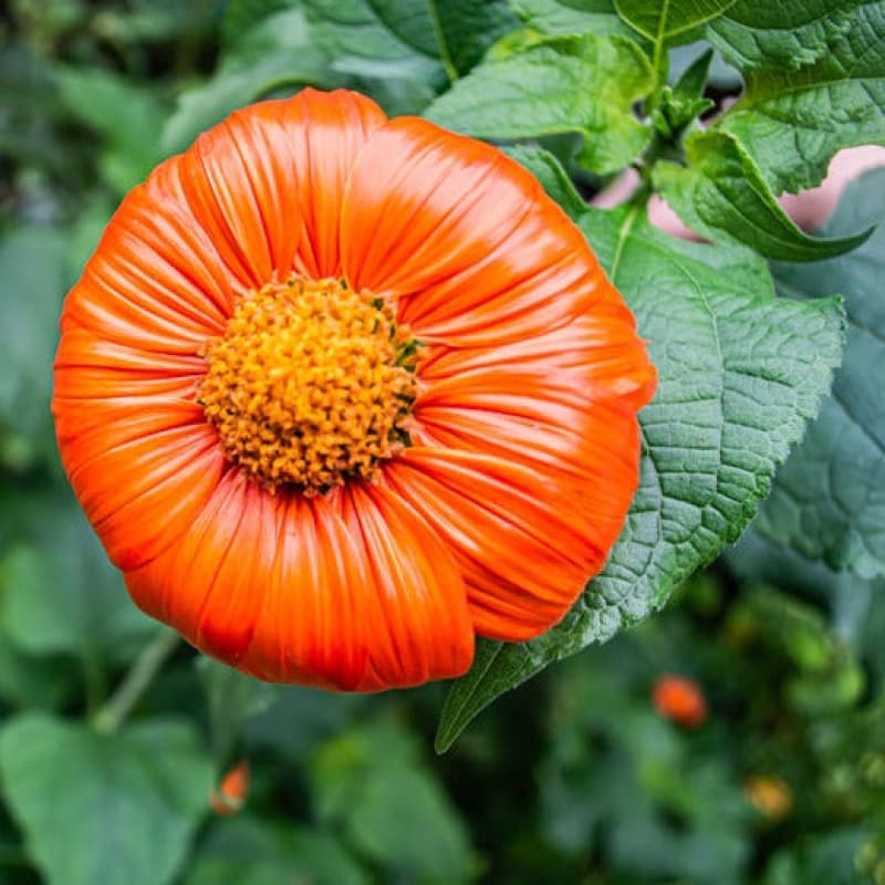 tithonia flower seeds Torch Tithonia