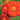 Torch Tithonia - Flowers