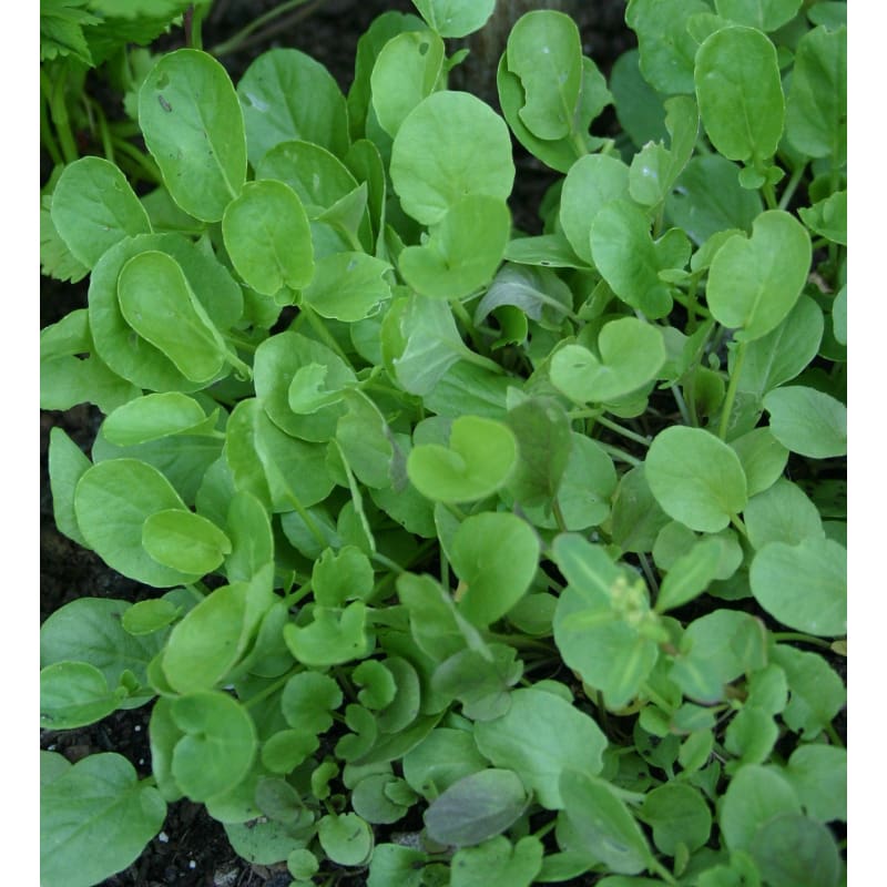 cress plant seeds Upland Cress (40 Days)