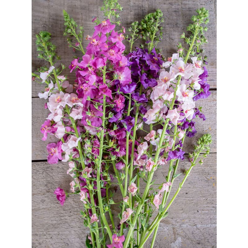 the seeds of flowering plants are encased in Verbascum Mix