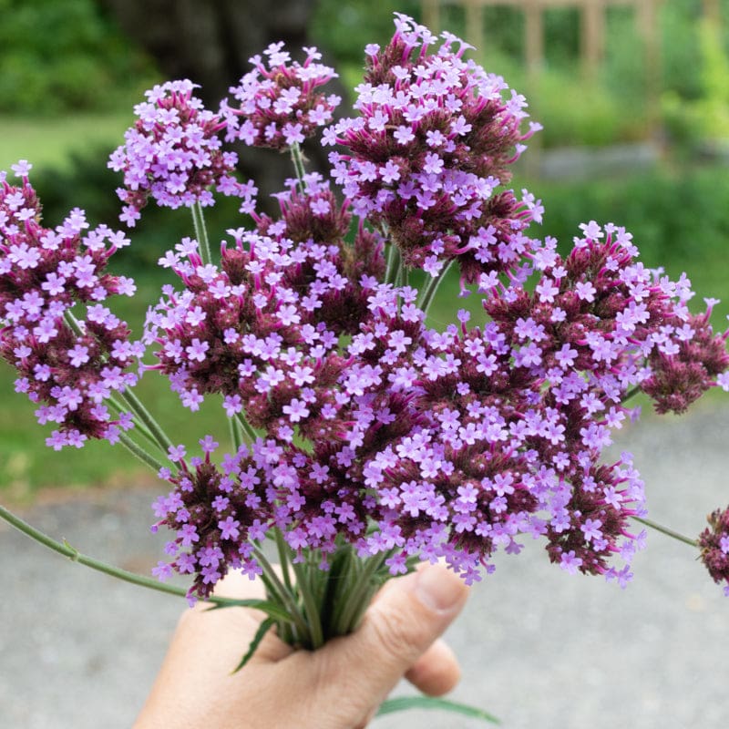 verbena plant seeds Verbena Bonariensis