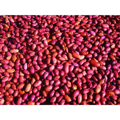 Vermont Cranberry Bush Dried Bean (Heirloom 85 days) - Vegetables