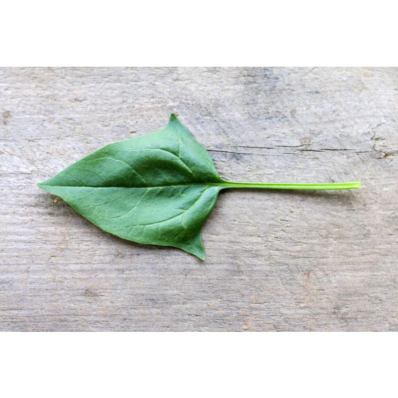 Viroflay Spinach (Heirloom 47 Days) - Vegetables